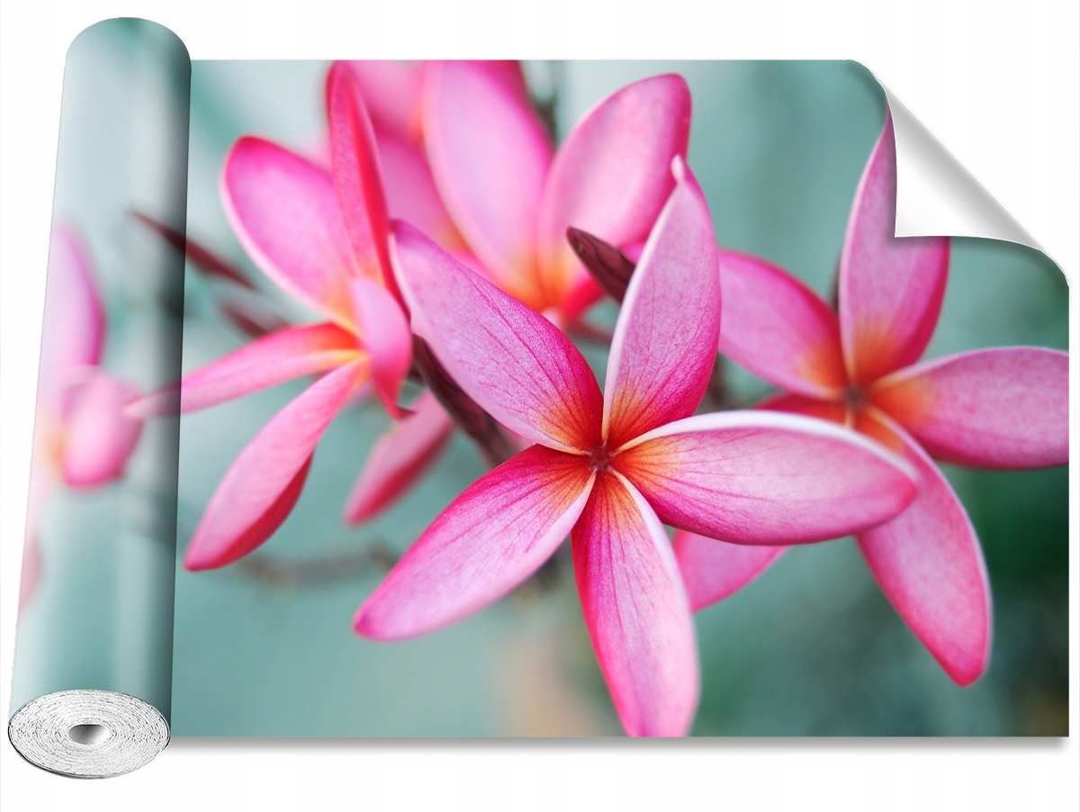 

Tapeta Okleina Plumeria Różowy - 312x219