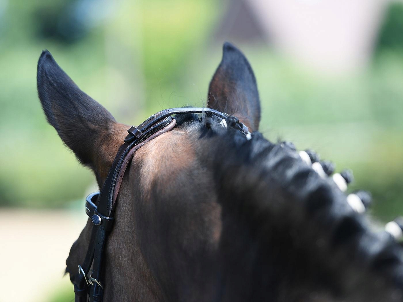 OGŁOWIE BUSSE FEELING ANATOMICZNE CZARNE FULL 24H EAN (GTIN) 4026107584560