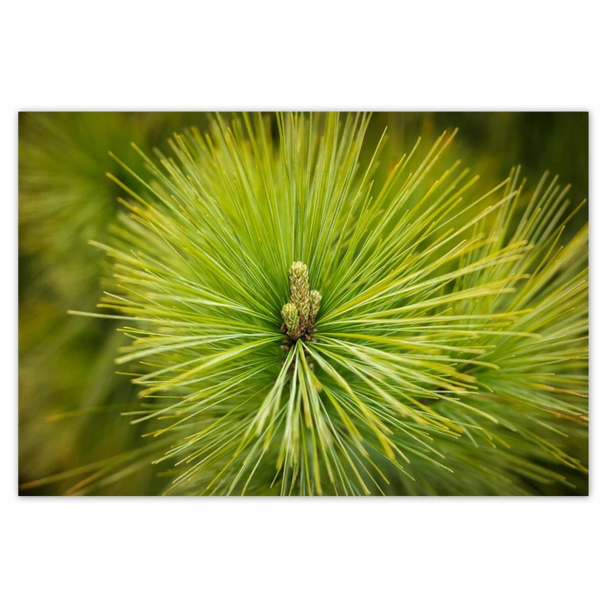 Plakáty 200x135 Větvička