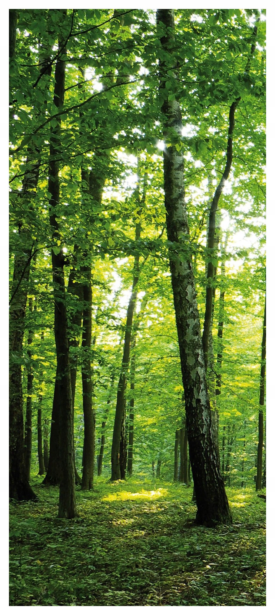 Fototapeta Sluneční les Zelená krajina Paprsek světla 91x211 lepidlo