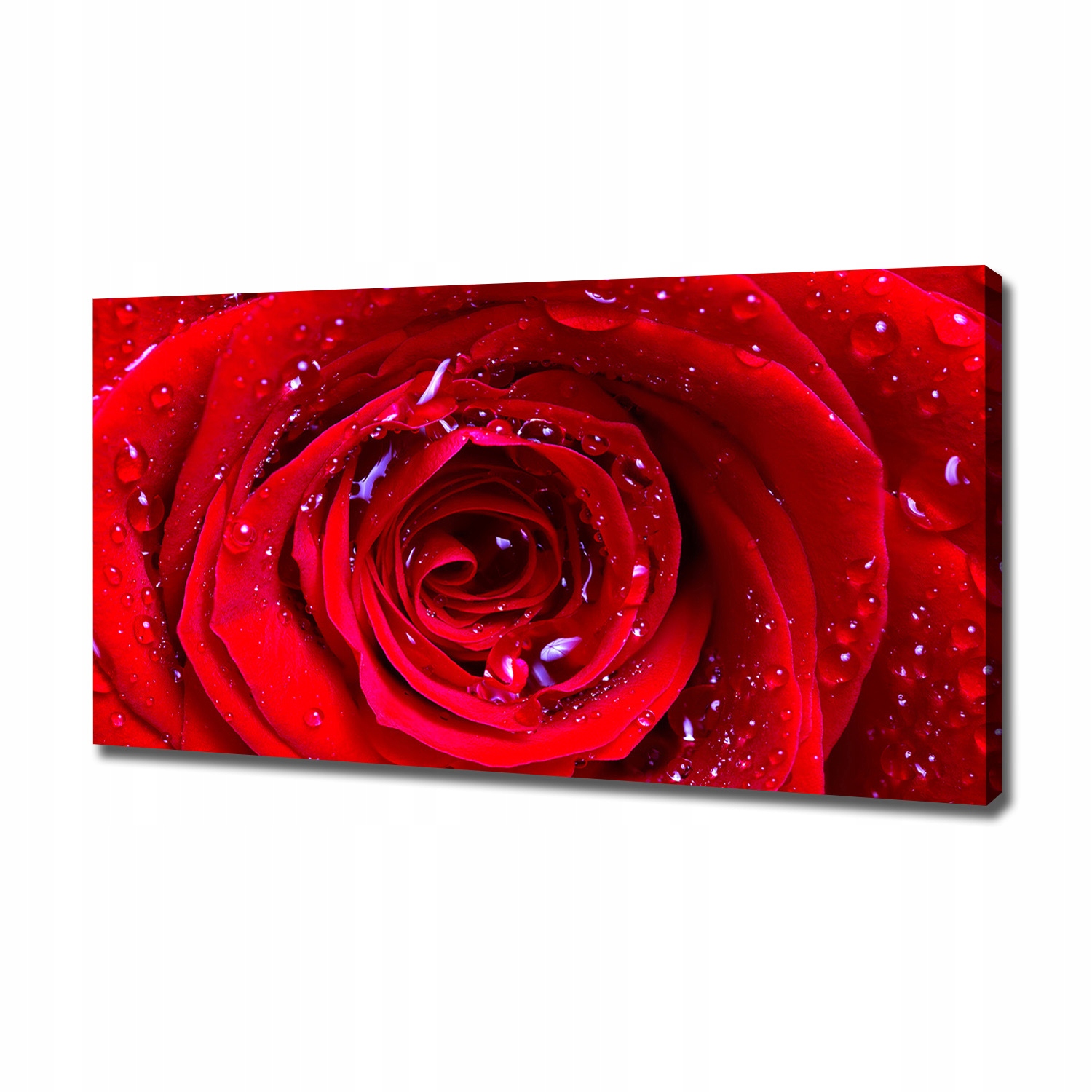 

Foto obraz canvas na ścianę Kwiat róży 120x60 cm