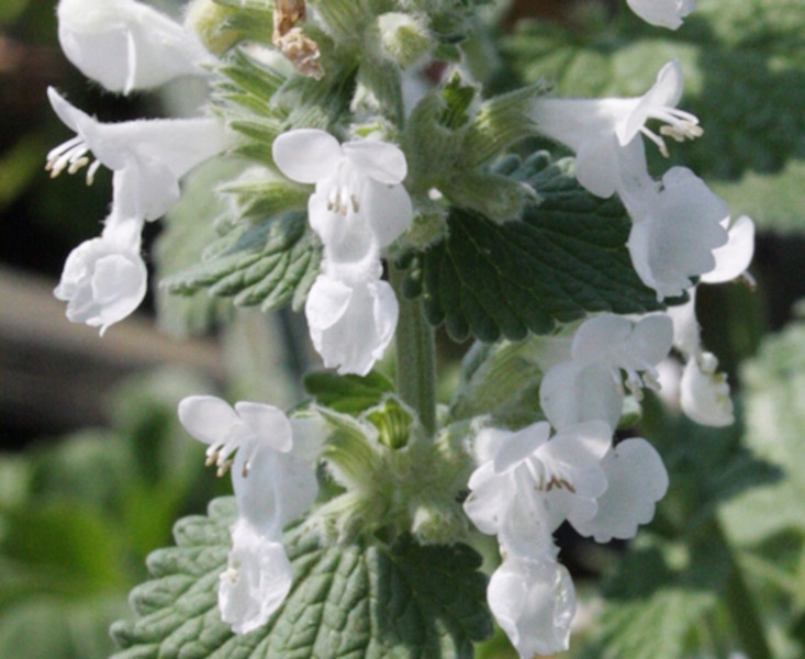 KOCIMIĘTKA FAASSENA Biała - sadzonki w doniczkach Producent inna