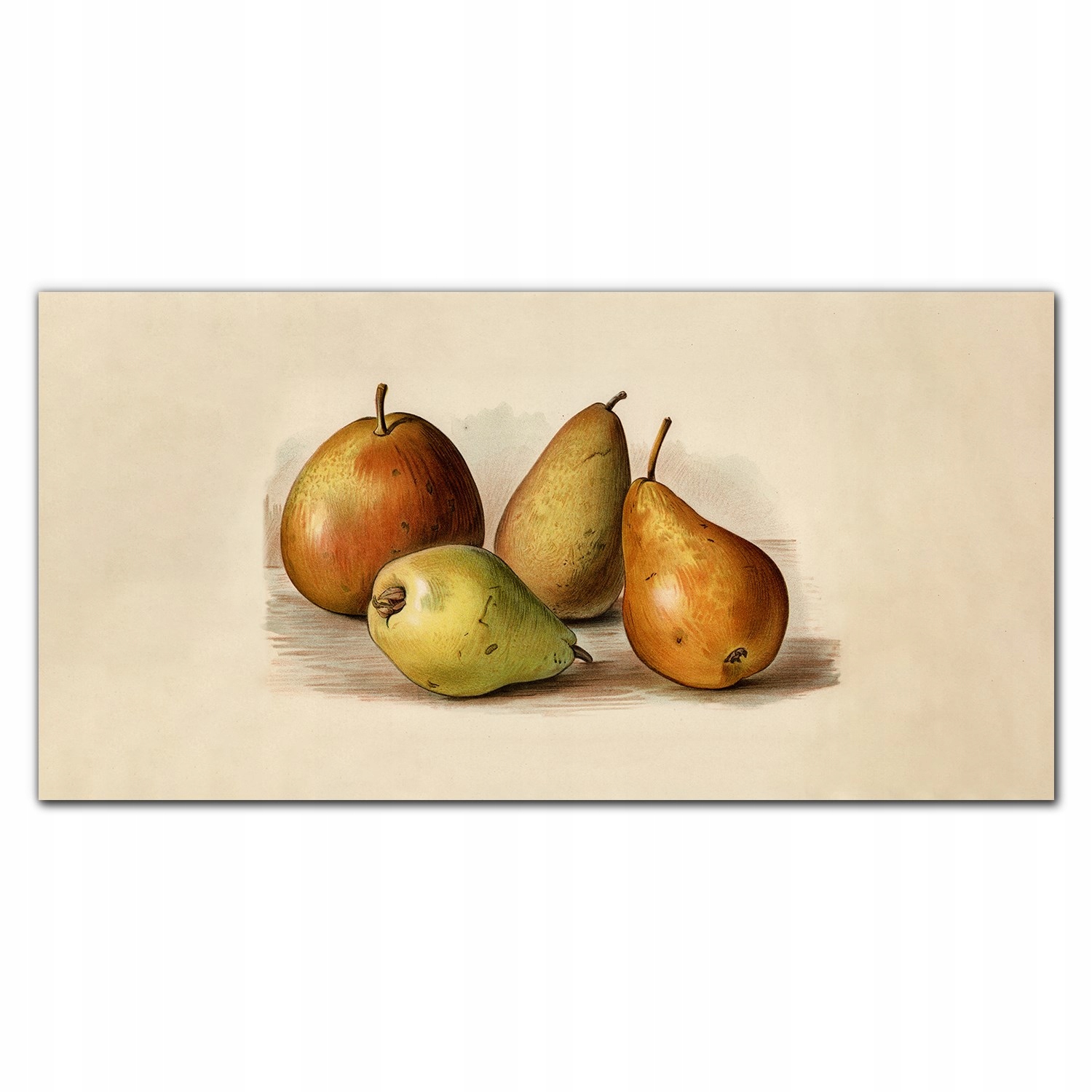 Fotoobraz na ráme plátno Ovocie hrušky 140x70 cm