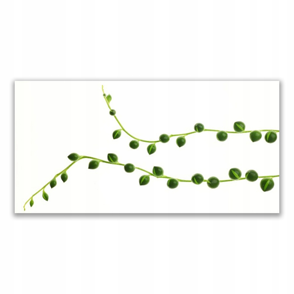 

Obraz akrylowy z nadrukiem 120x60 Ozdobna Roślina