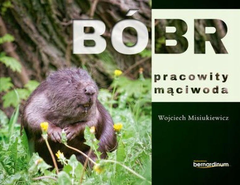 BÓBR PRACOWITY MĄCIWODA, WOJCIECH MISIUKIEWICZ