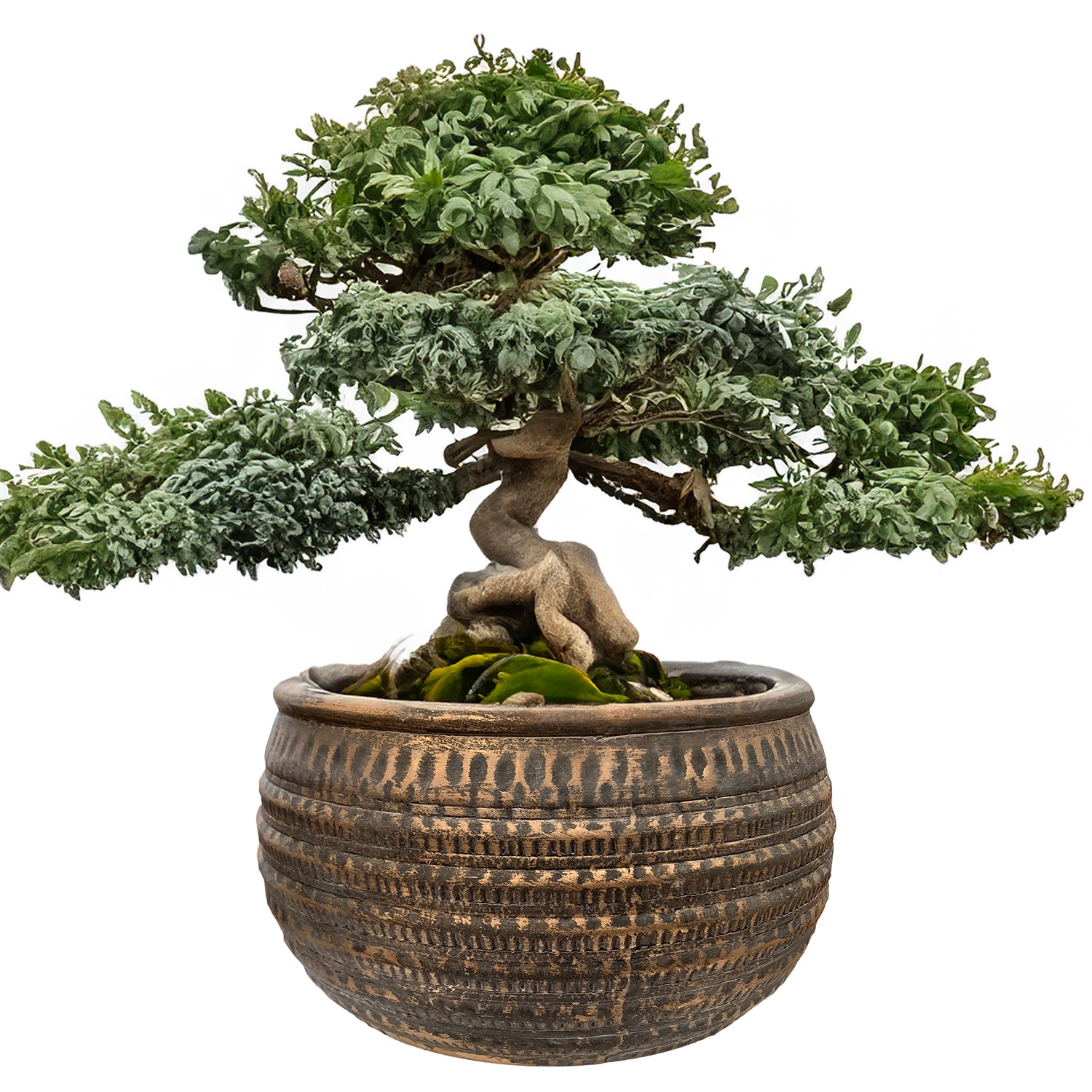 Květináč Na Bonsaje Loft Velký 27 cm obal na květináč na balkon parapet kulatý nízký