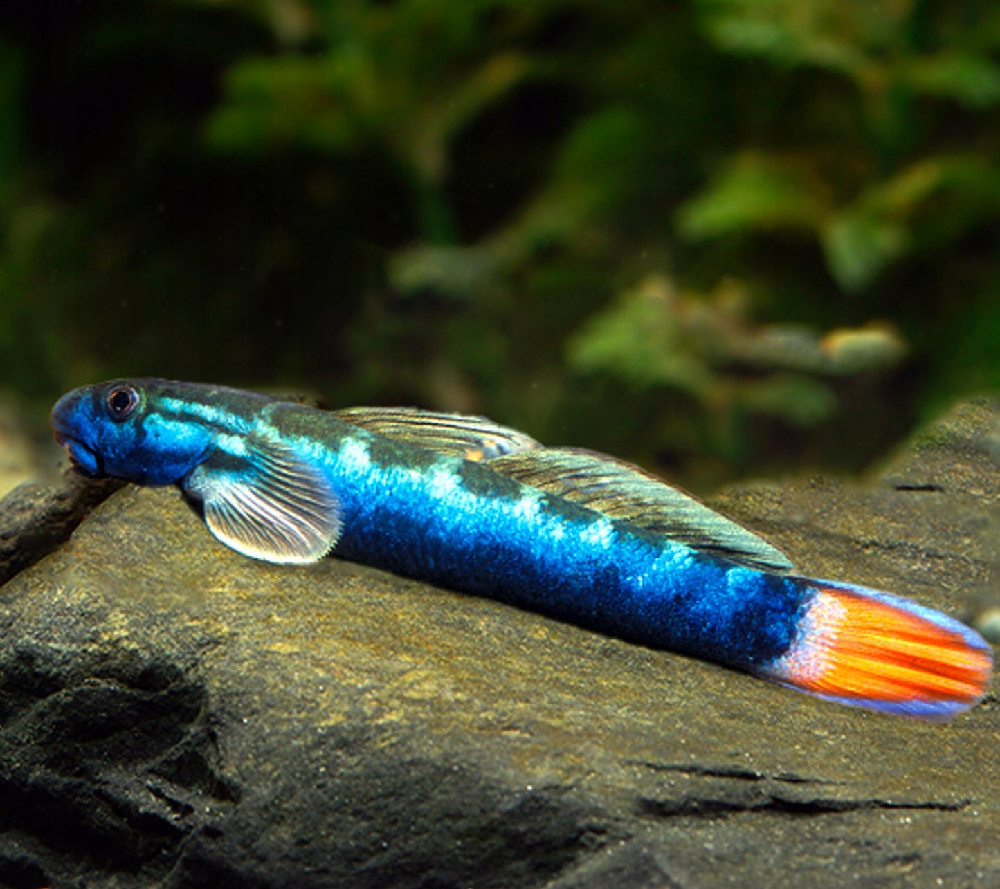 Babka - Sicyopterus lagocephalus
