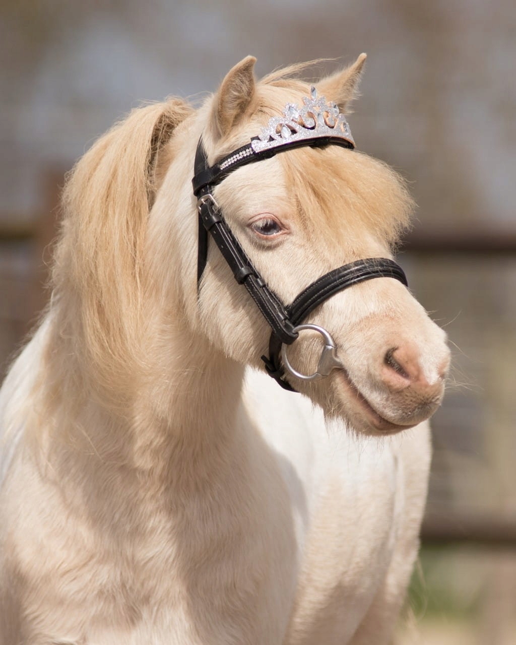 QHP Ozdoba dla Konia KORONA Srebrna
