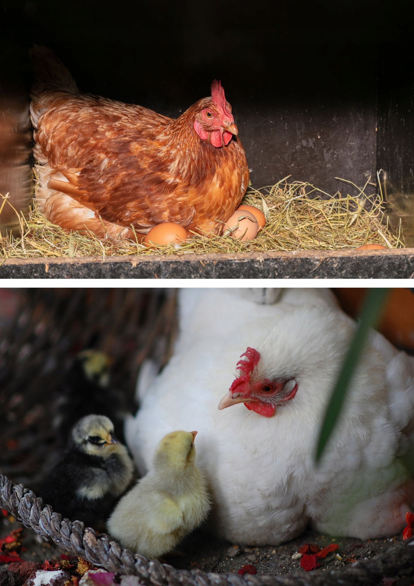 Pasza KONCENTRAT 30% dla kur niosek Farmer 25kg Kod producenta Koncentrat Nioska