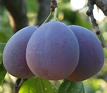 ŚLIWA - RENKLODA OLBRZYMIA