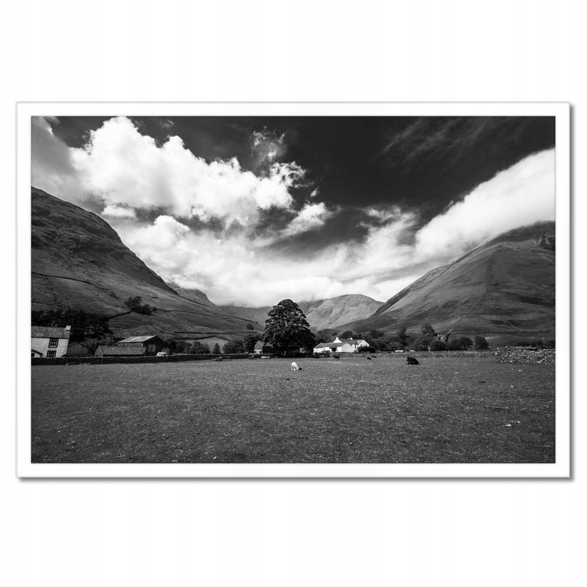 Plakáty v rámu 60x40 Ovce na louce