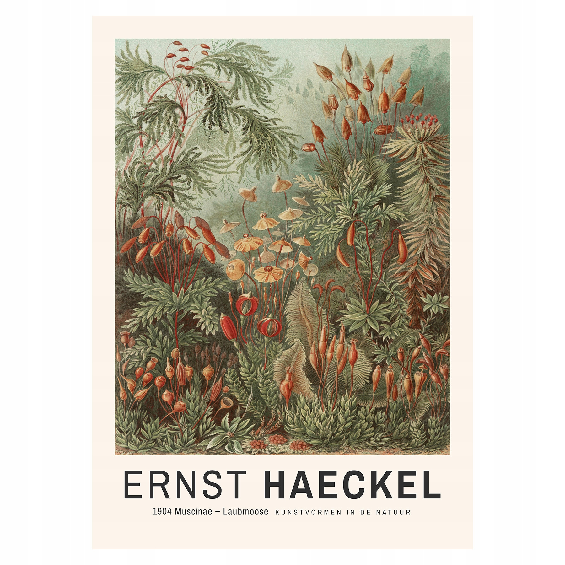 

Plakat 50x70 Ernst Haeckel Muscinae Laubmoose
