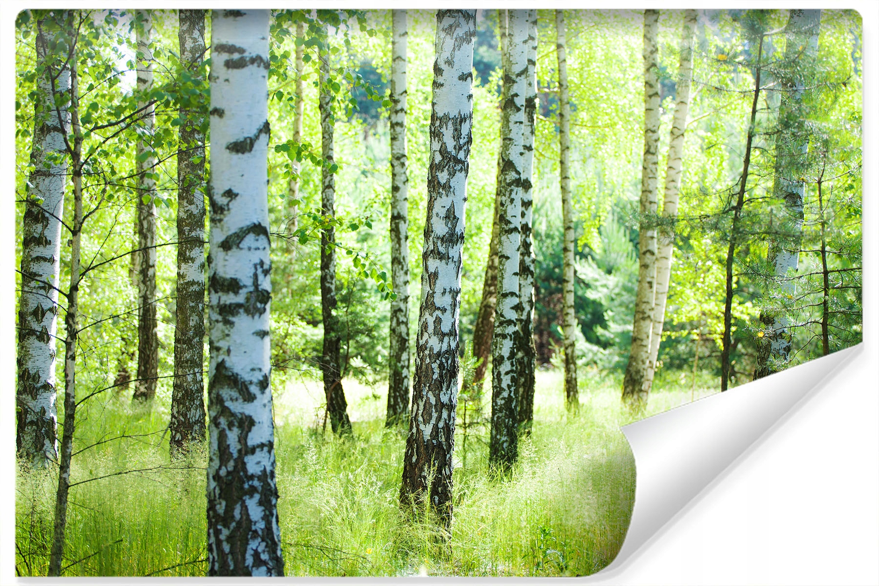 

Fototapeta do salonu brzozy liście natura 210x315