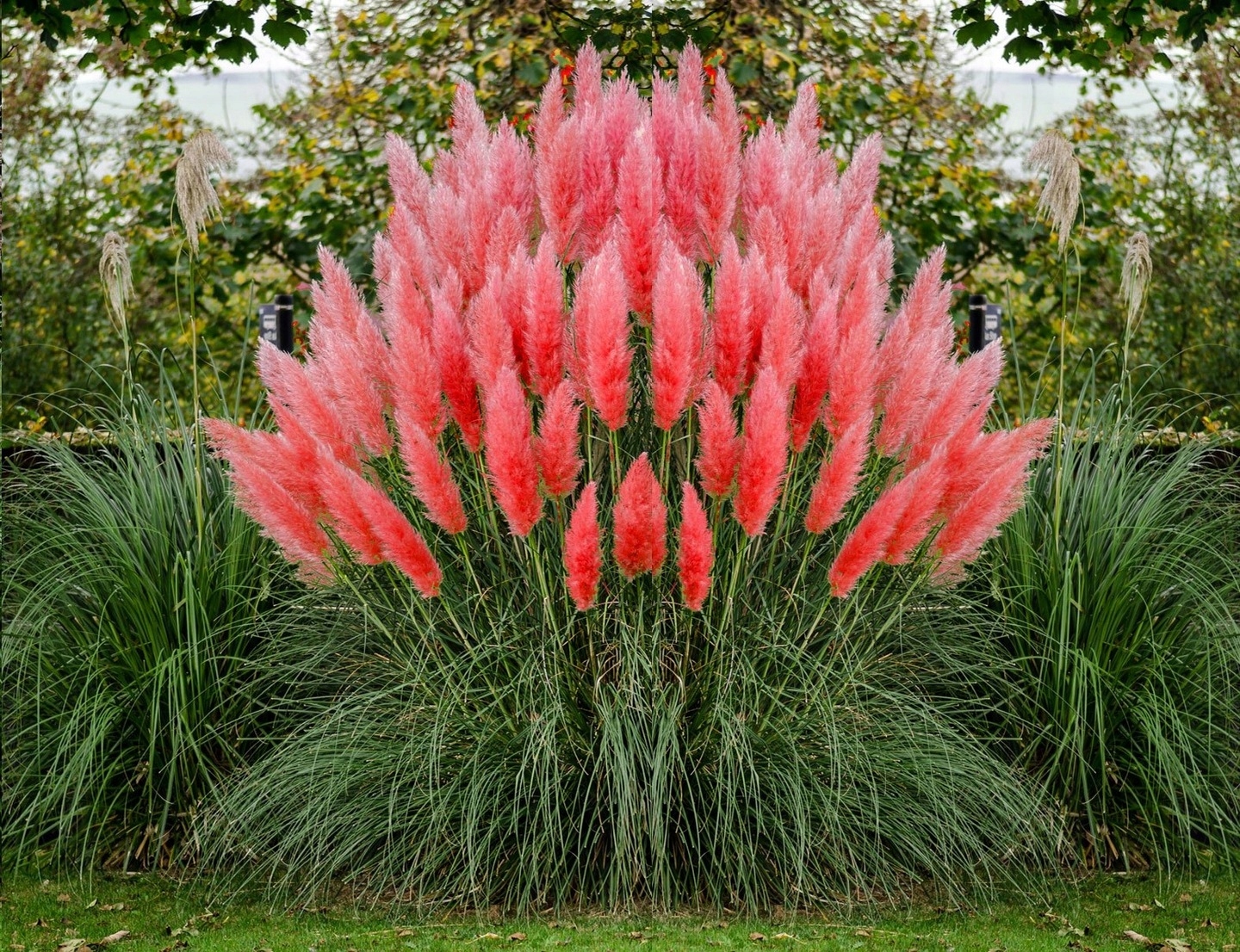 Кортадерия посадка и уход фото. Кортадерия селло пинк. Пампасная трава растение. Кортадерия посадка и уход фото. Пампасная трава кортадерия двудомная.