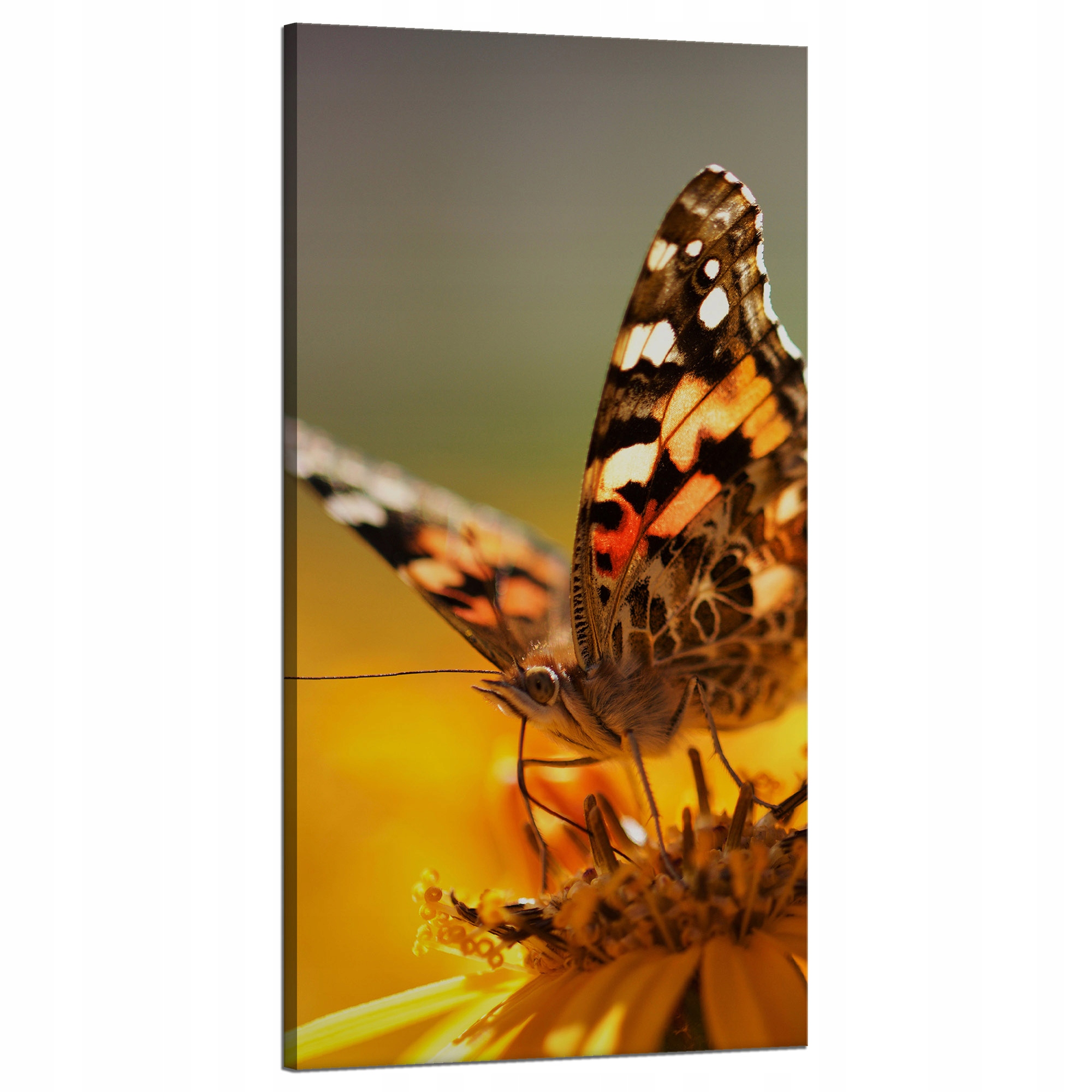 Obraz na plátně Zvířata Motýl na květině 60x120