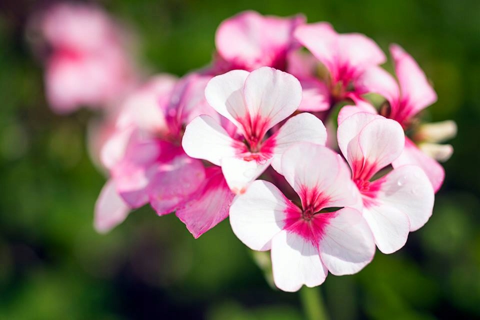SUBSTRAL NAWÓZ OSMOCOTE BURZA KWIATÓW DO PELARGONII SURFINII FUKSJI 300 G Producent Substral