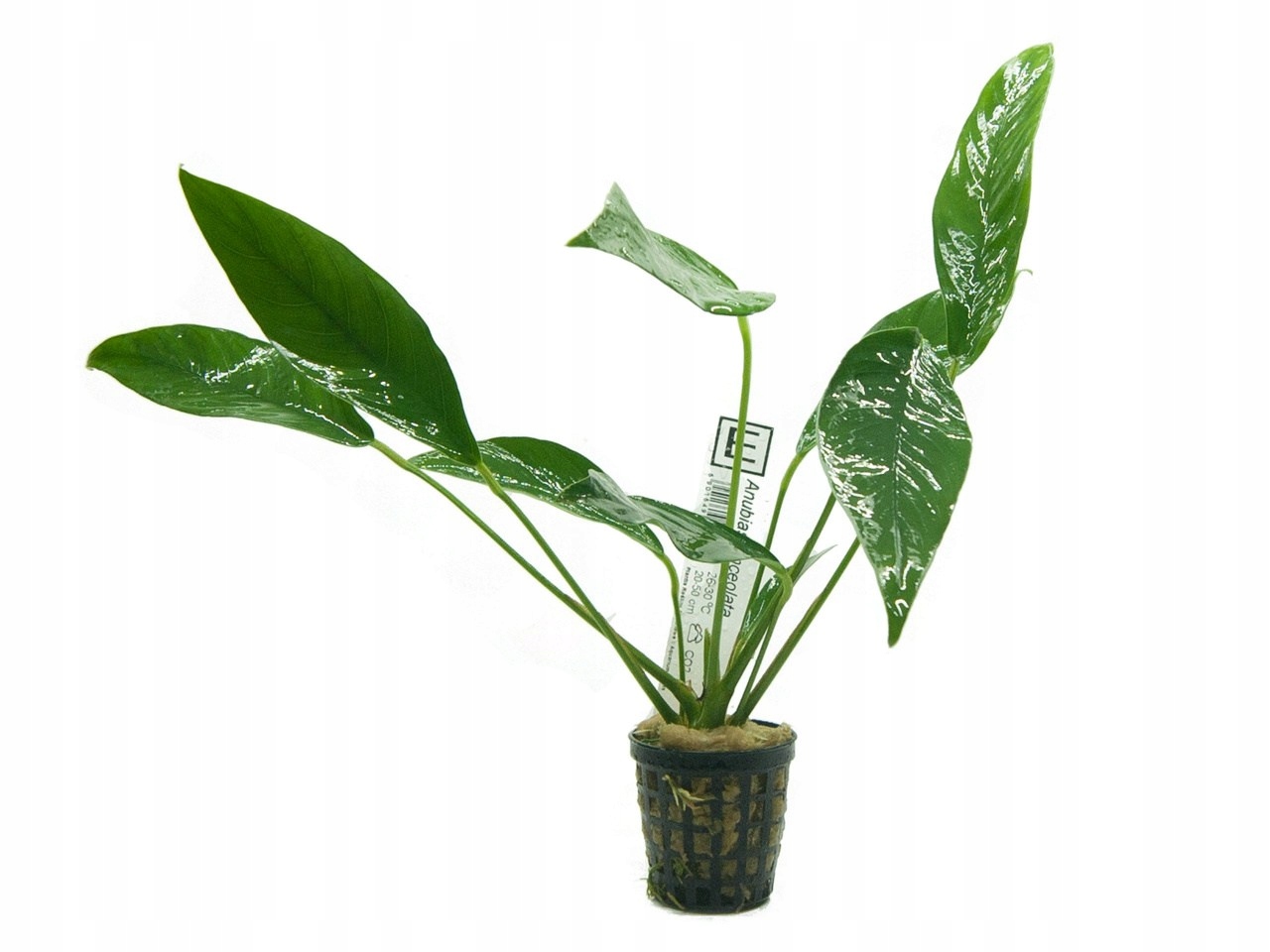 Anubias Lanceolata (ланцетная) большая корзина