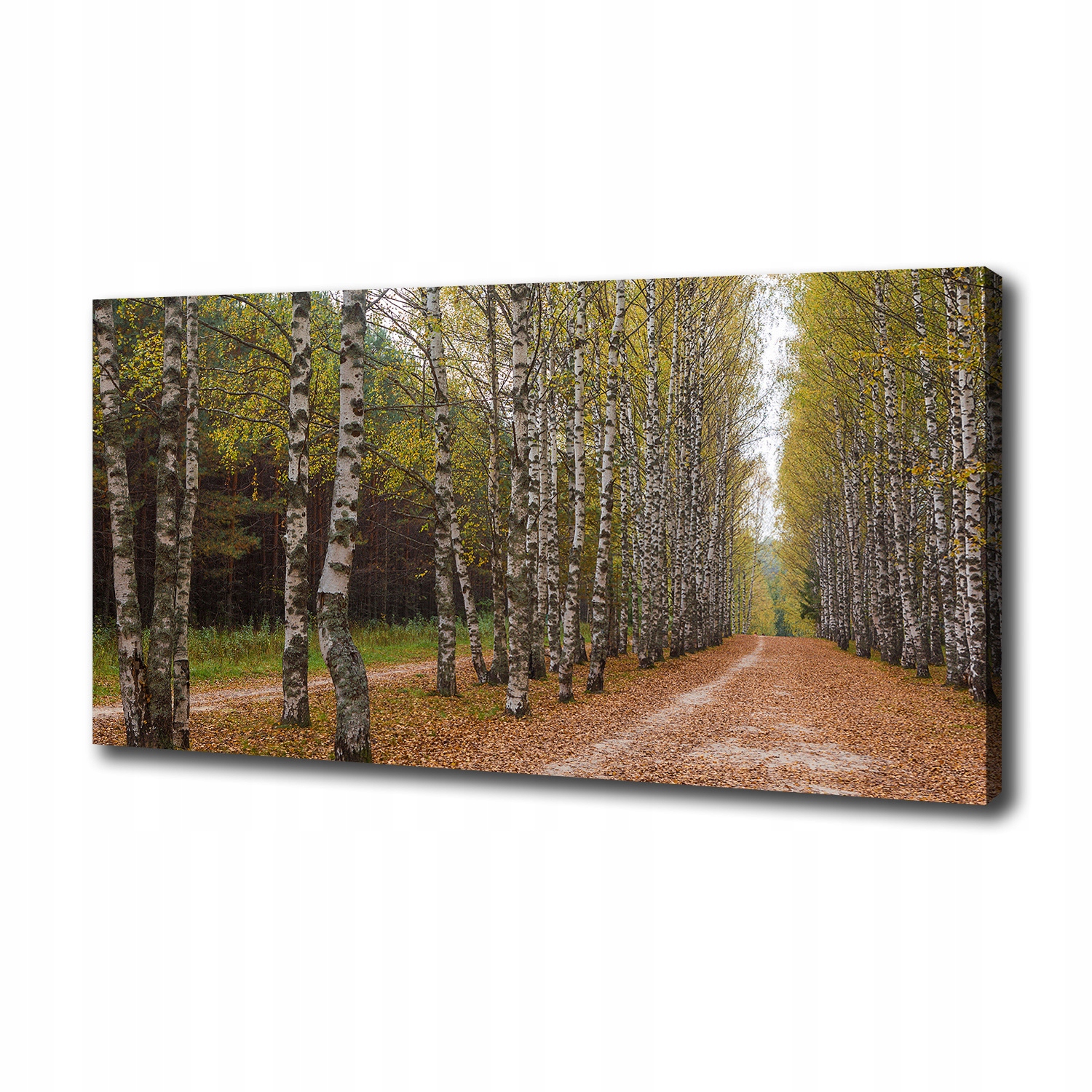 Fotoobraz canvas na zeď Alej bříz 100x50 cm