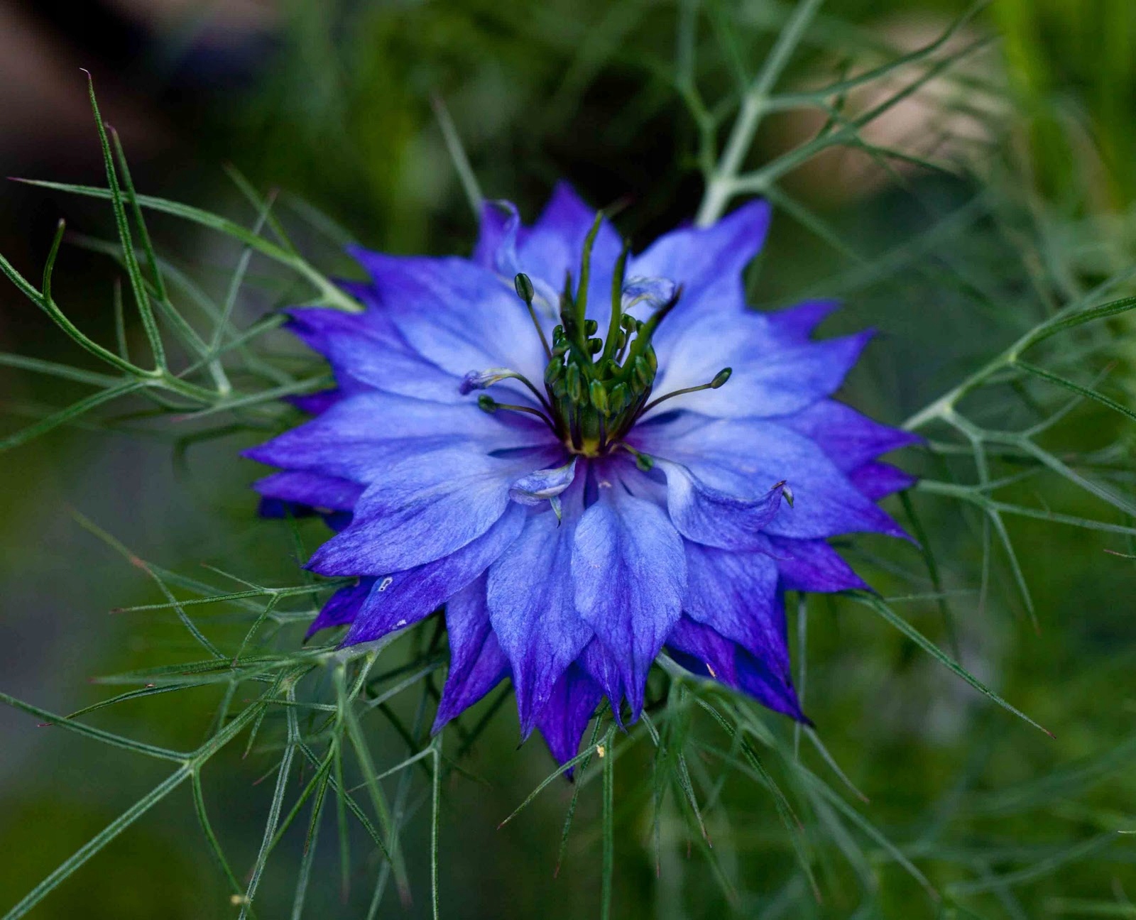 BIOELIXIRE MASKA Z CZARNUSZKĄ WZMACNIAJĄCA 300ML EAN (GTIN) 5903829094944