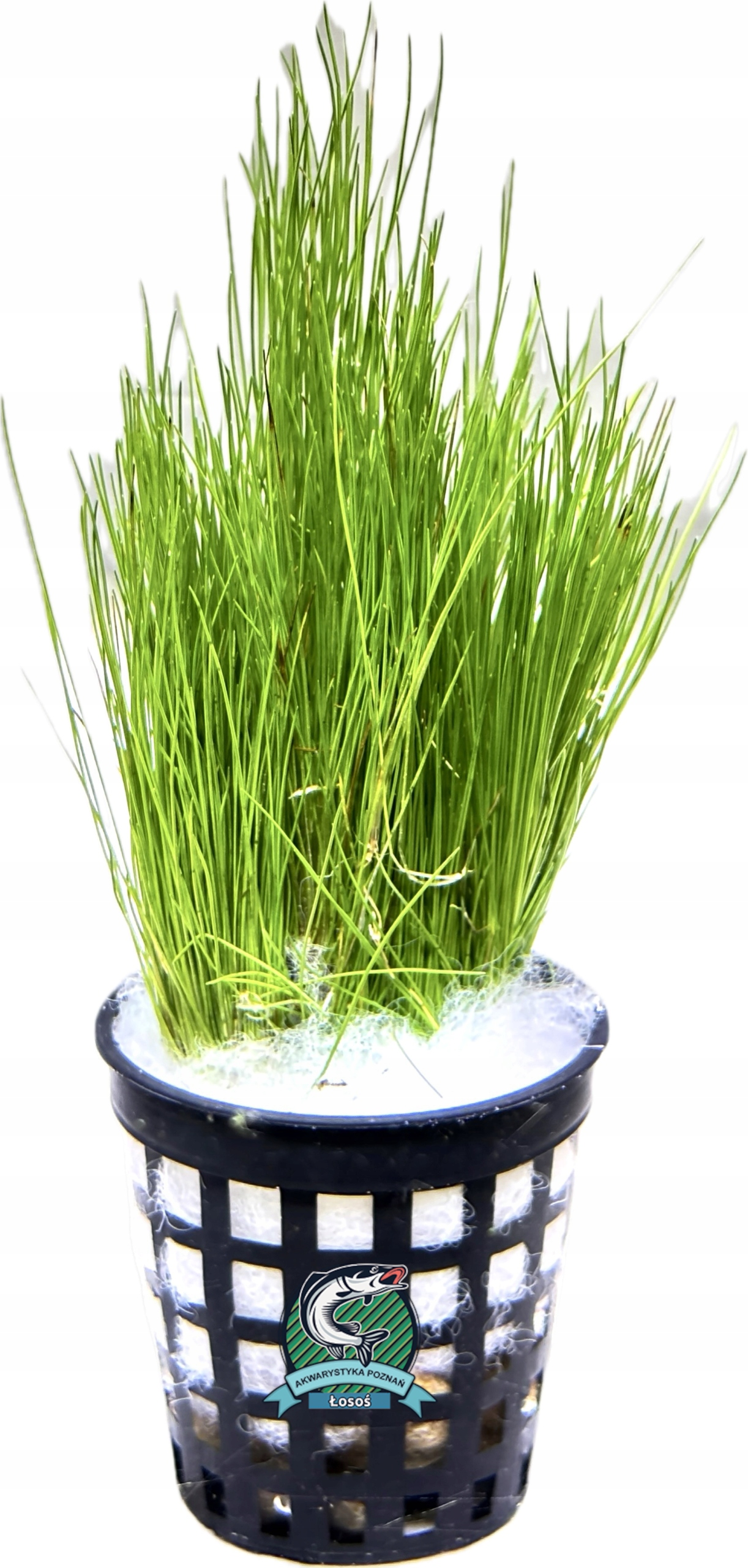 Eleocharis acicularis [koszyk]