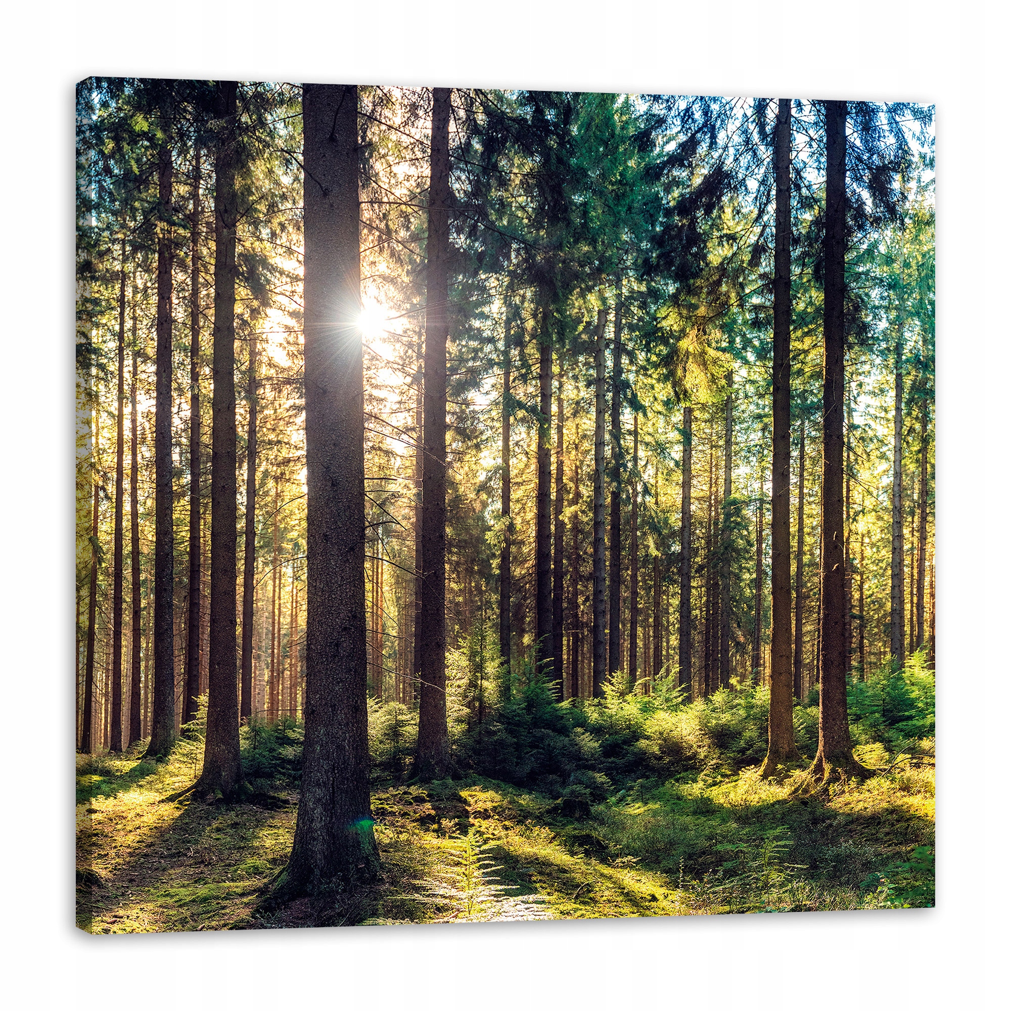 Obraz na plátně Les Slunce Stromy Jaro Ráno 80x80 cm