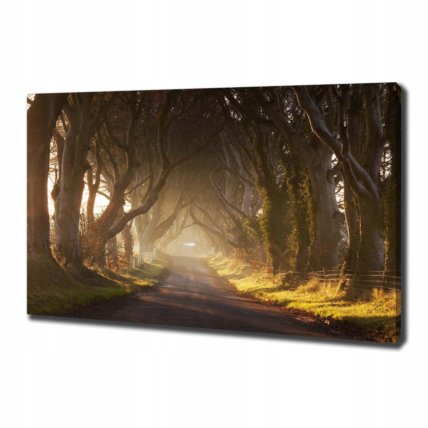 

Duży foto obraz na płótnie Mgła w lesie 100x70 cm