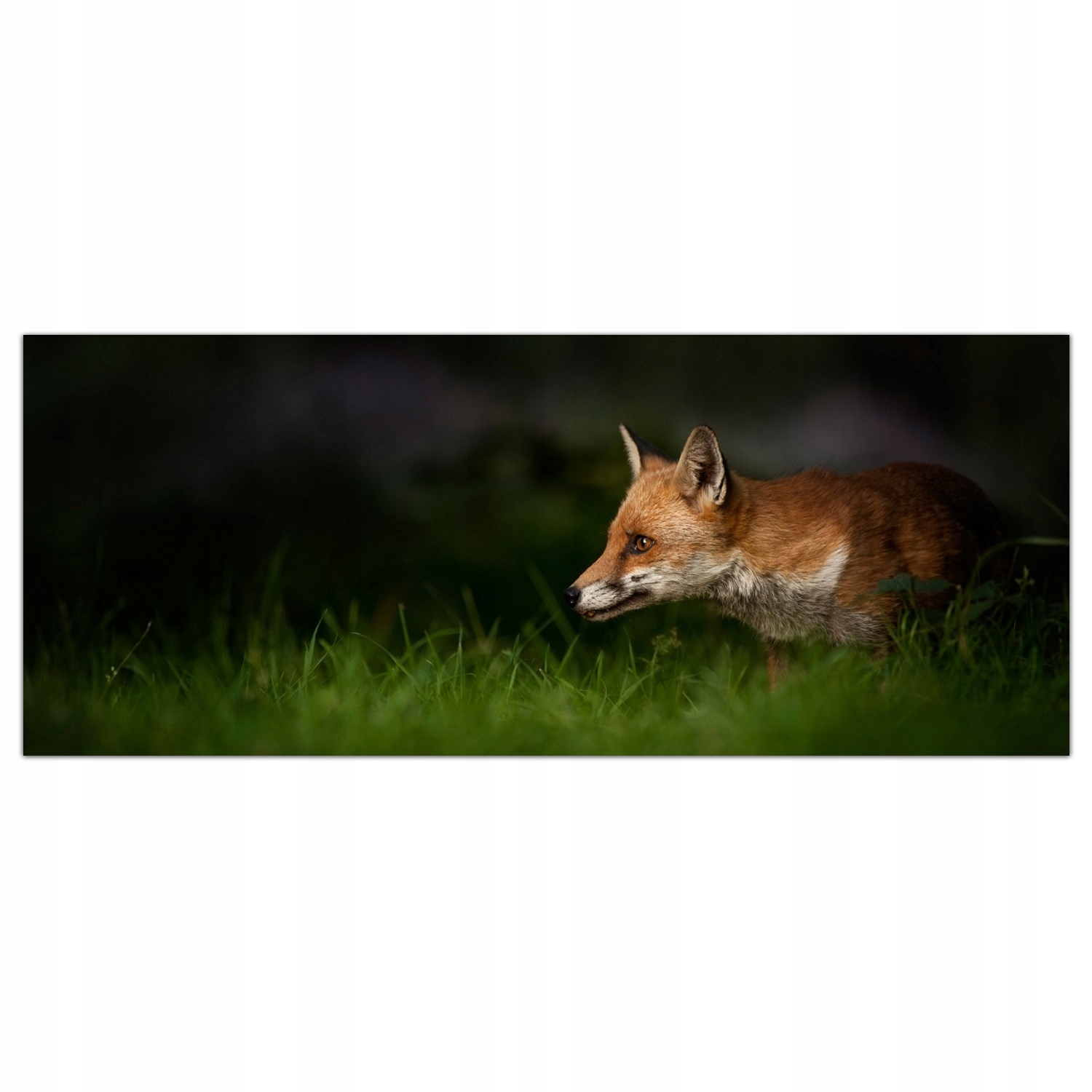 

Obraz Szklany Foto-obraz Lis Zwierzę Natura 125x50