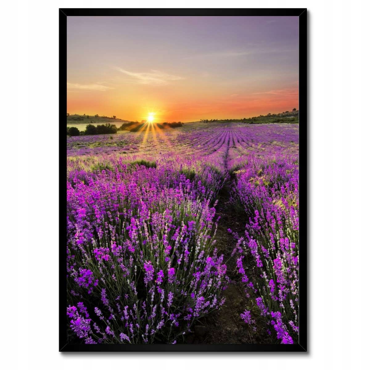 Plakáty v rámu 50x70 Levandulová louka