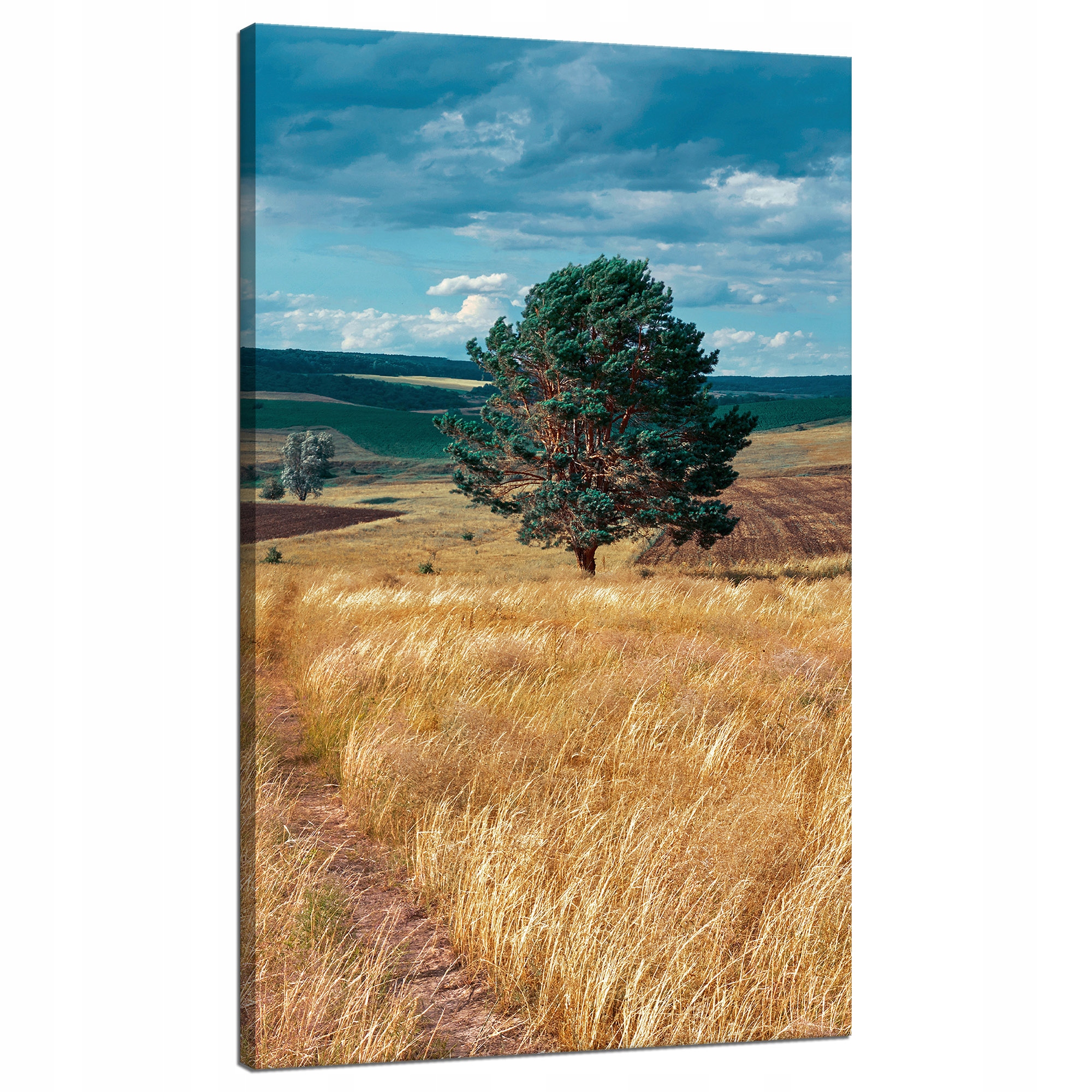 Obraz na plátně Pole Obilí Příroda Mraky Krajina 70x120 cm