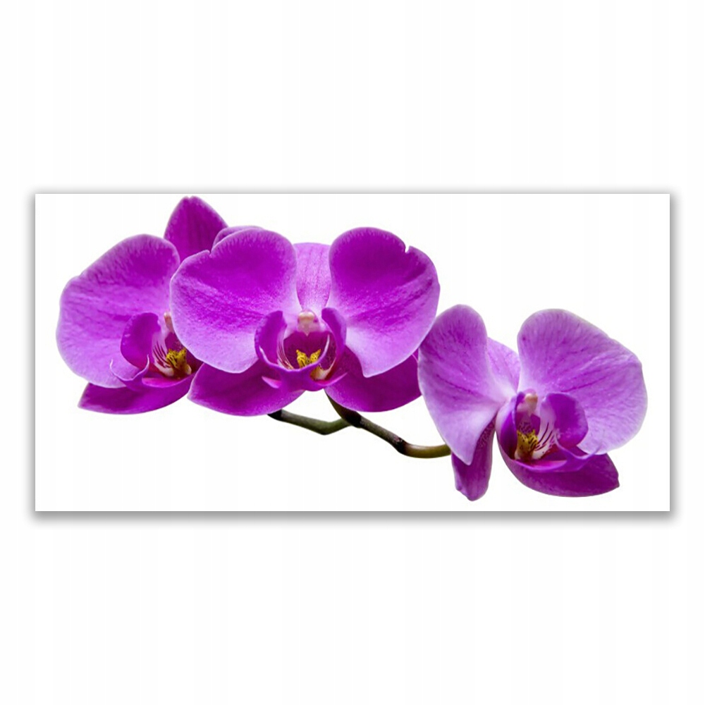 

Fotoobraz z grafiką 120x60 Kwiaty Roślina Natura