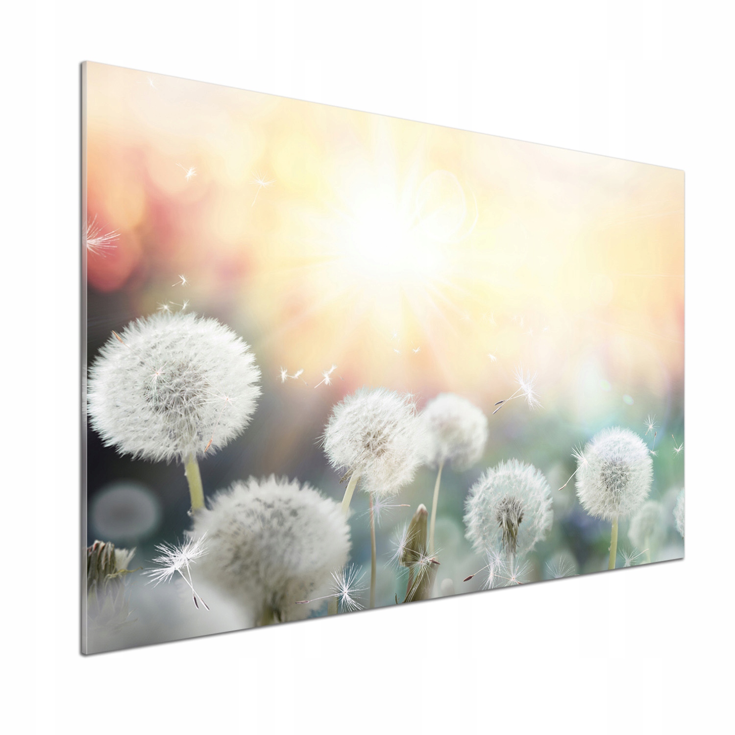 Kuchyňský panel Pole dmychadel 100 x 70 cm Lepidlo