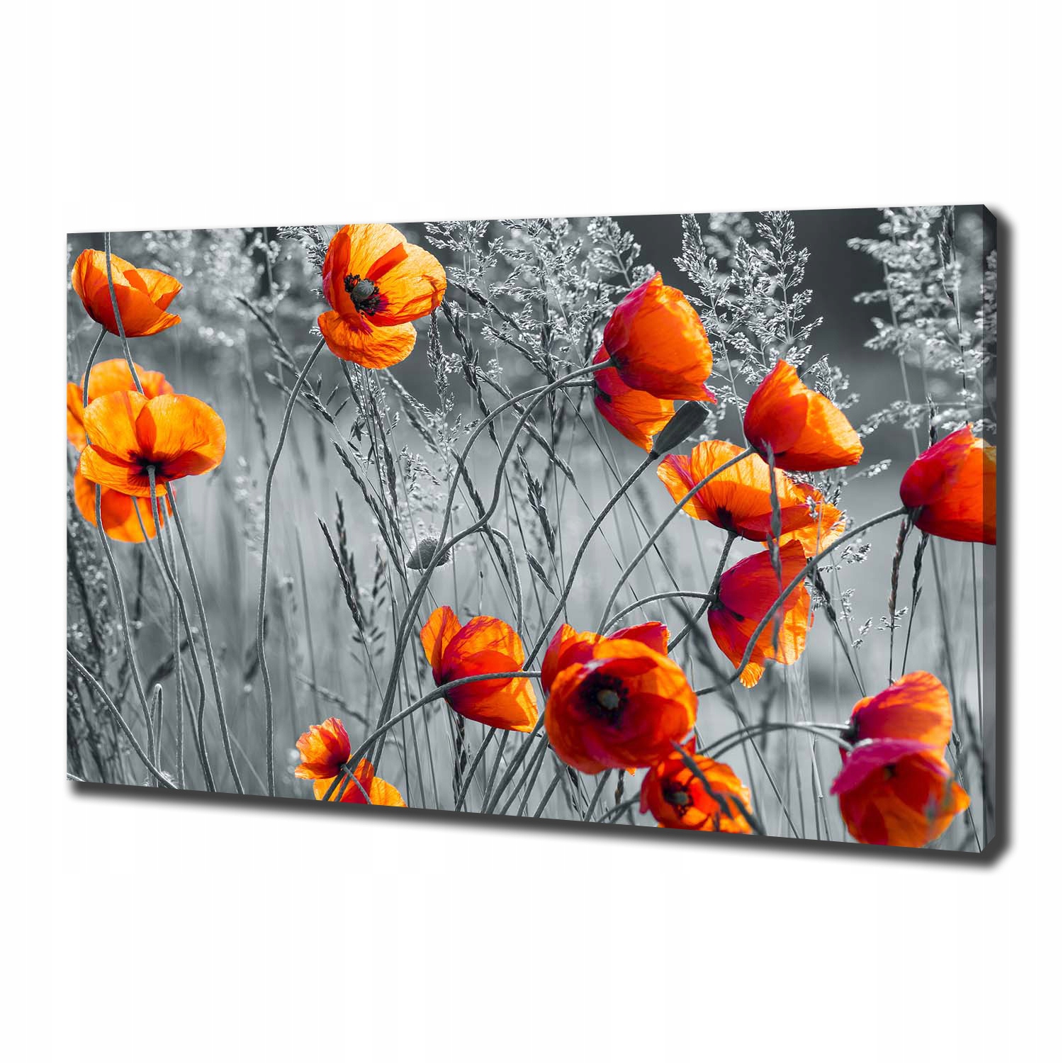 

Foto obraz canvas na ścianę Polne maki 100x70 cm