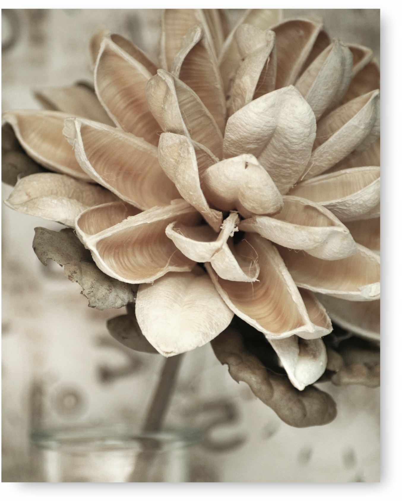 

Suchy Kwiat Beż Boho plakat 40x50 cm #108