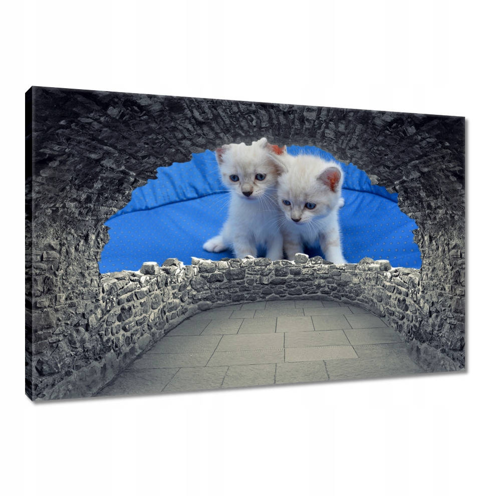 

Obrazy 120x80 Wesołe kociaki Kocięta