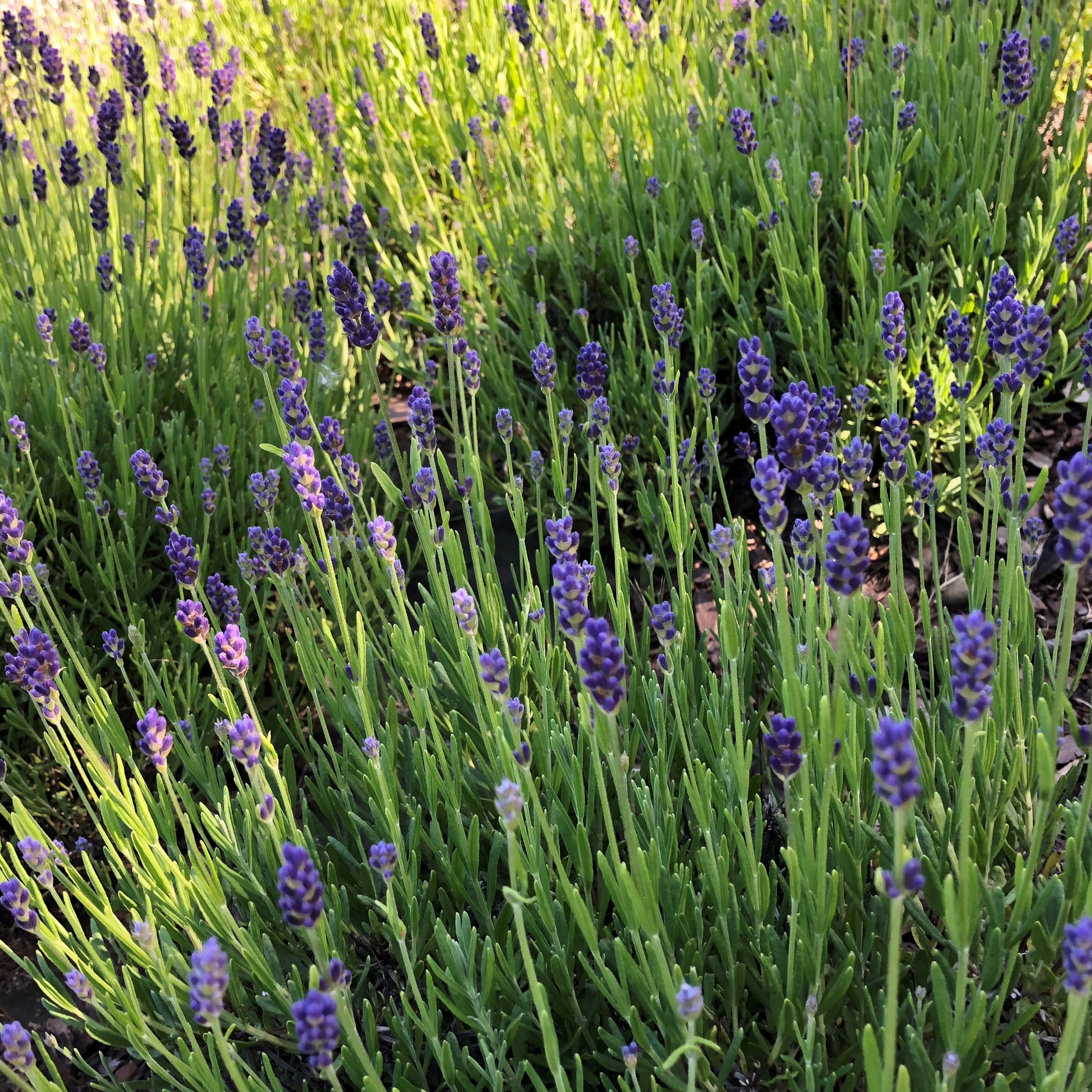 Zestaw ZIOŁA DO KĄPIELI XL 3w1 rodzaj do wyboru Stan opakowania oryginalne