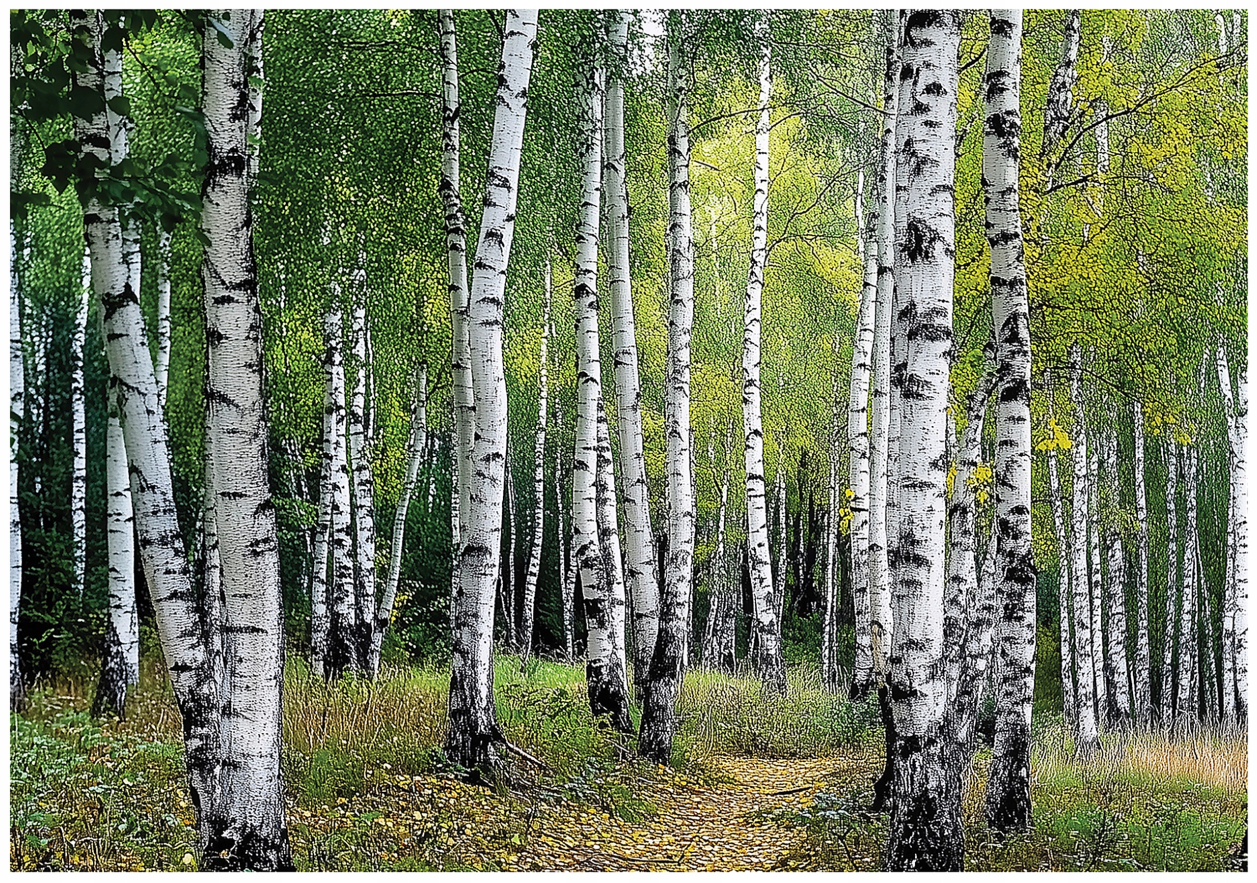 Fototapeta Zelený Březový Les Příroda Lesní Krajina 400x280