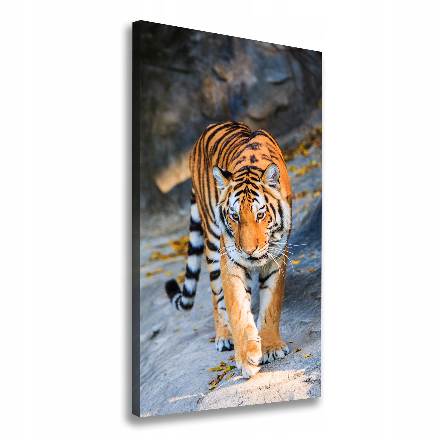 

Nowoczesny fotoobraz canvas na ramie Tygrys 60x120