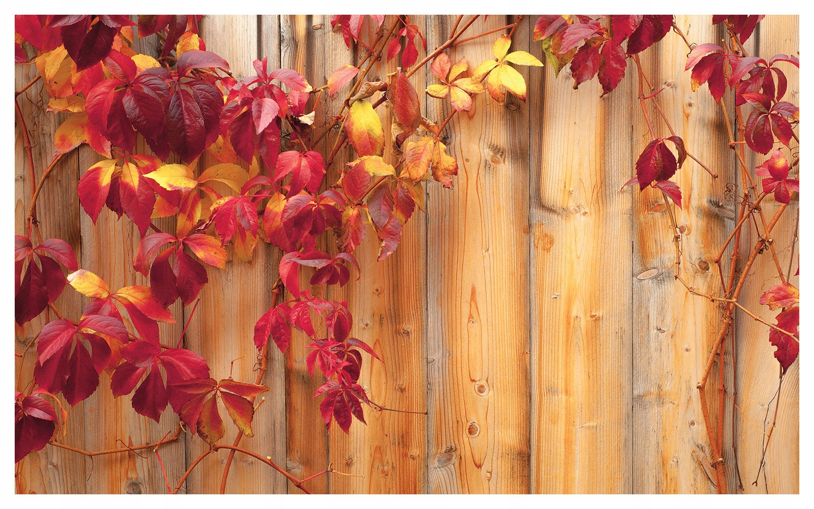 Fototapeta Jesenné listy na plote rustikálny šarm 312x219 lepidlo