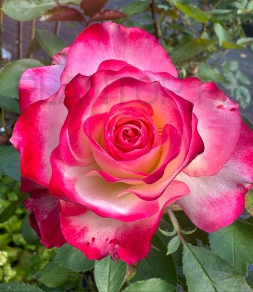 RÓŻA KRZACZASTA PARKOWA ŻÓŁTO-RÓŻOWA WIELKOKWIATOWA DWUKOLOROWA