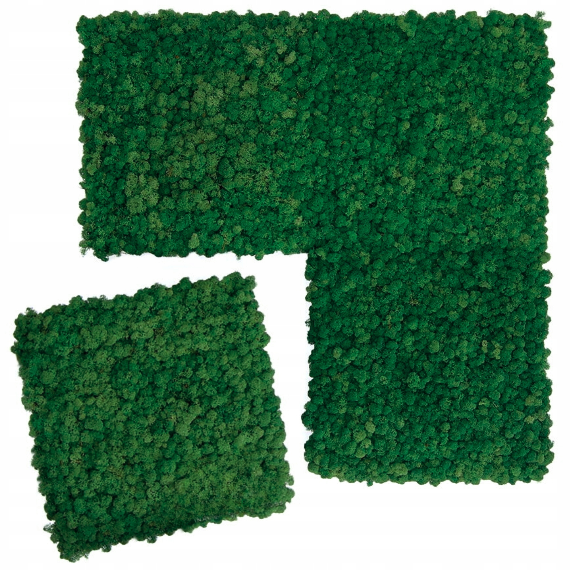 Mechový panel chrobotka sobí mech Zelená Stěna mechová stěna 50x50 cm