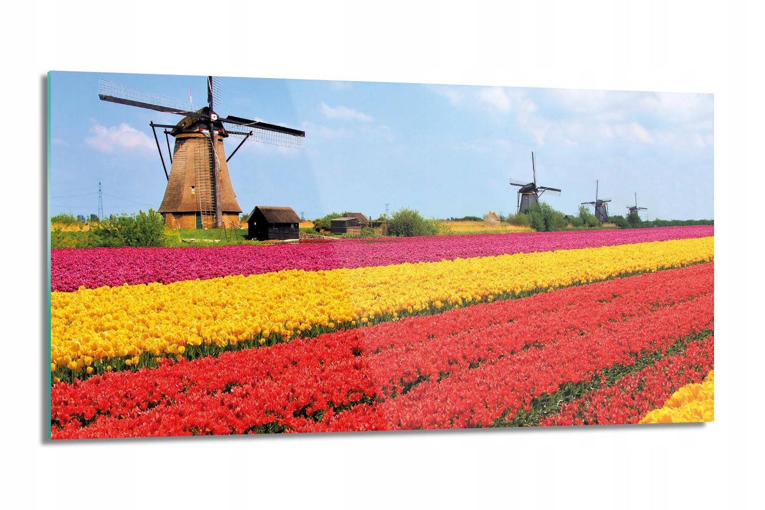 kuchyňský panel sklo Tulipány pole Nizozemsko 100x50