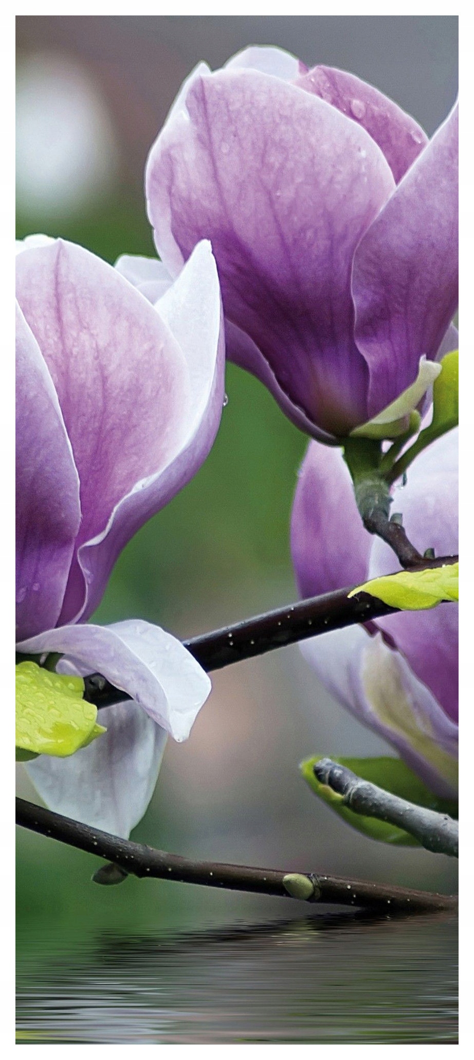 Samolepka Fototapeta Magnolie v odstínech fialové a zelené 91x211