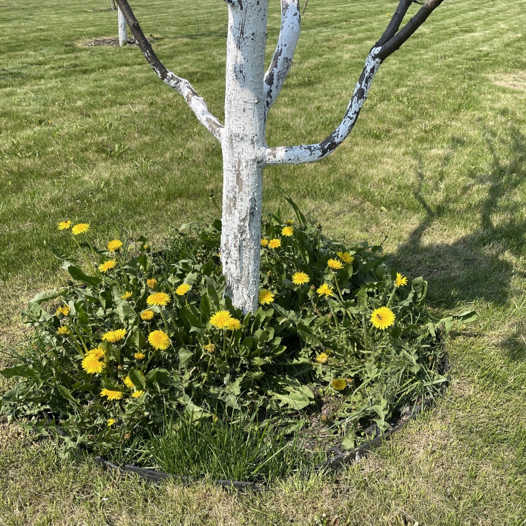 MATA KOKOSOWA PRZECIW CHWASTOM OKRĄGŁA WOKÓŁ ROŚLIN GRUB. 5MM, ŚR. 60CM Kod producenta 5906476980035