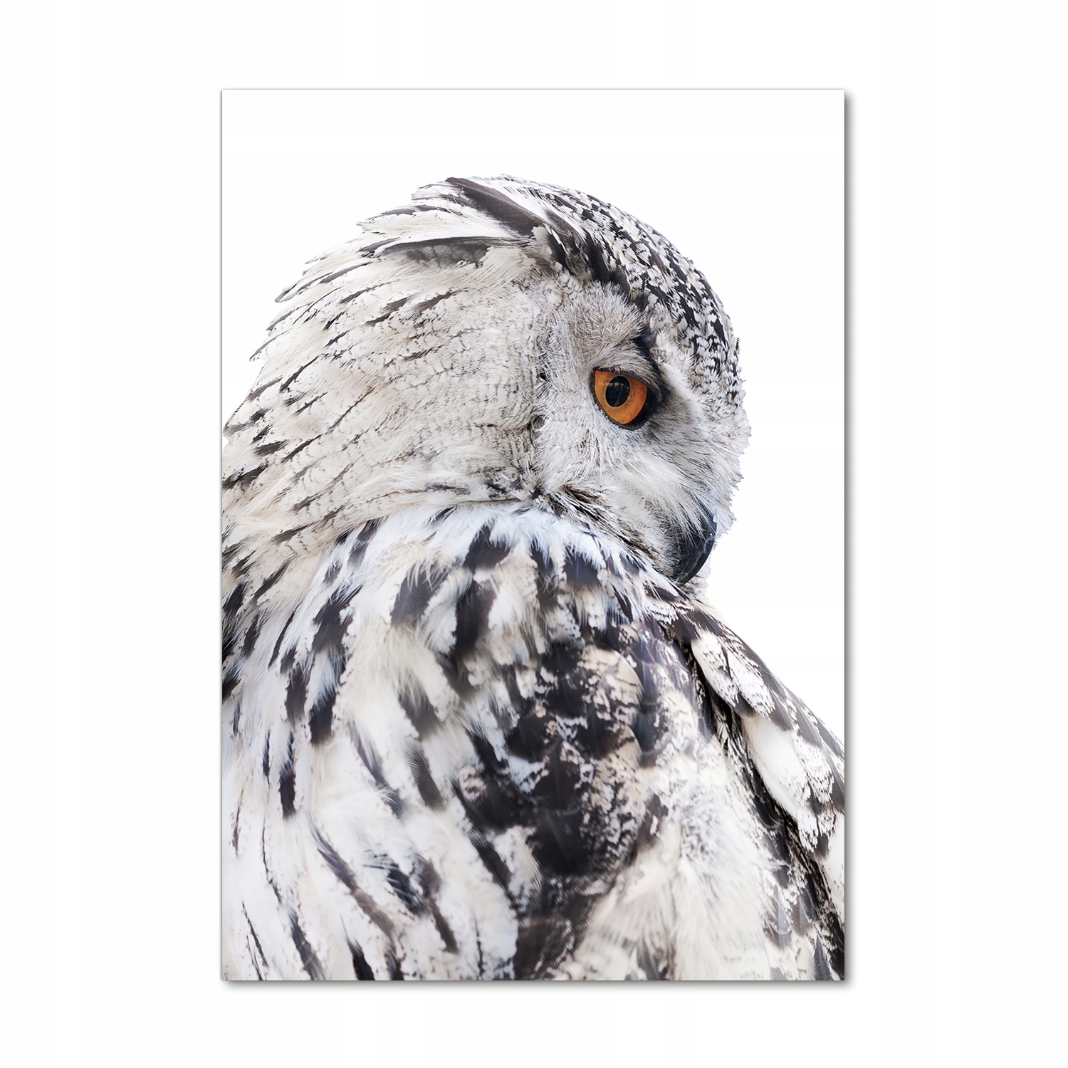 

Foto obraz akrylowy na ścianę Biała sowa 70x100cm