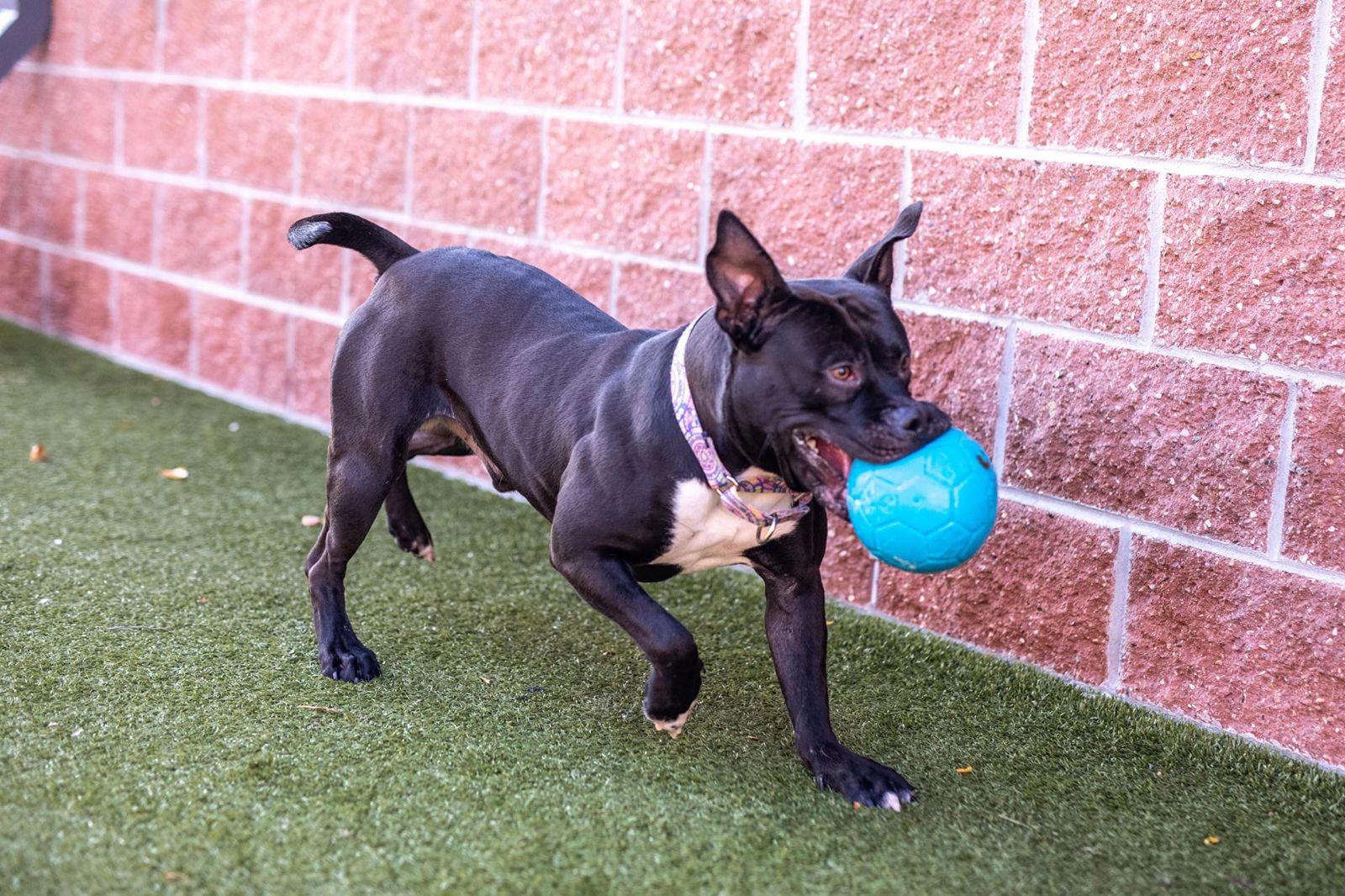 Levně Jolly Pets Jolly Soccer Ball Světle Modrý L (20 CM)