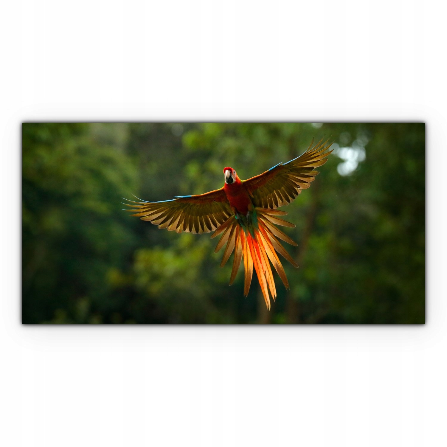 

Canvas na ramie ścienny 140x70 Papuga Tropiki Las
