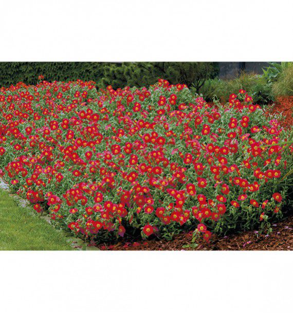 Послесловие 