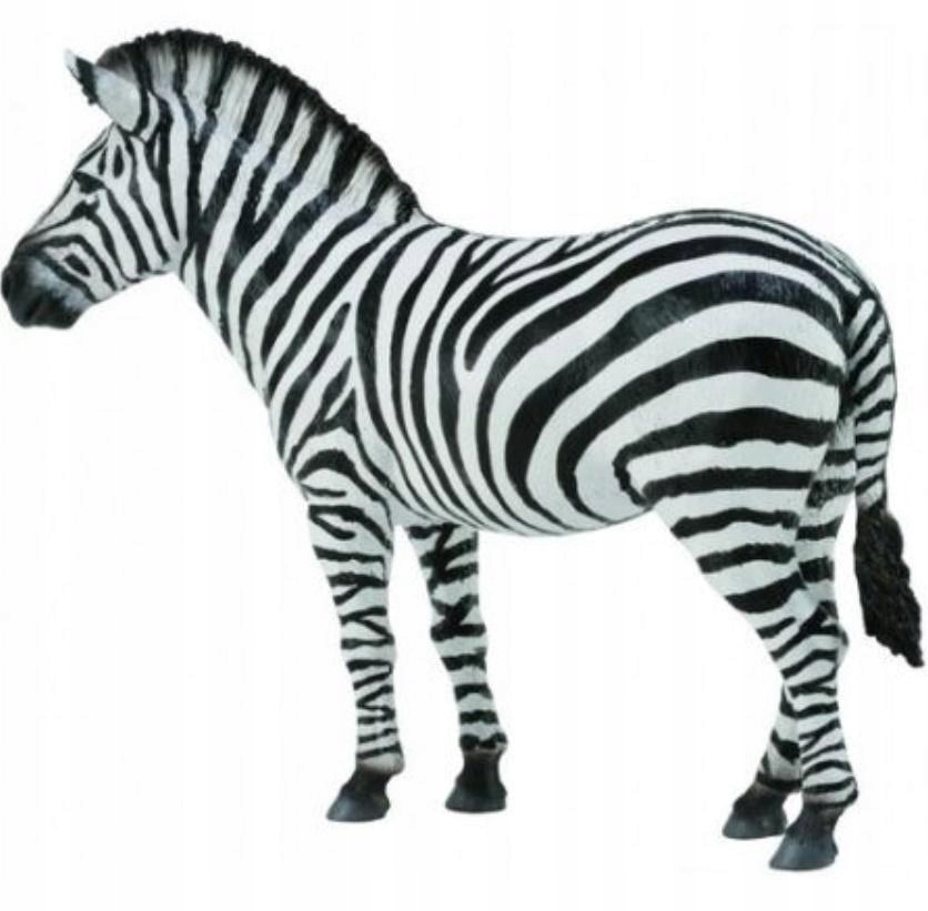 

Zebra Common