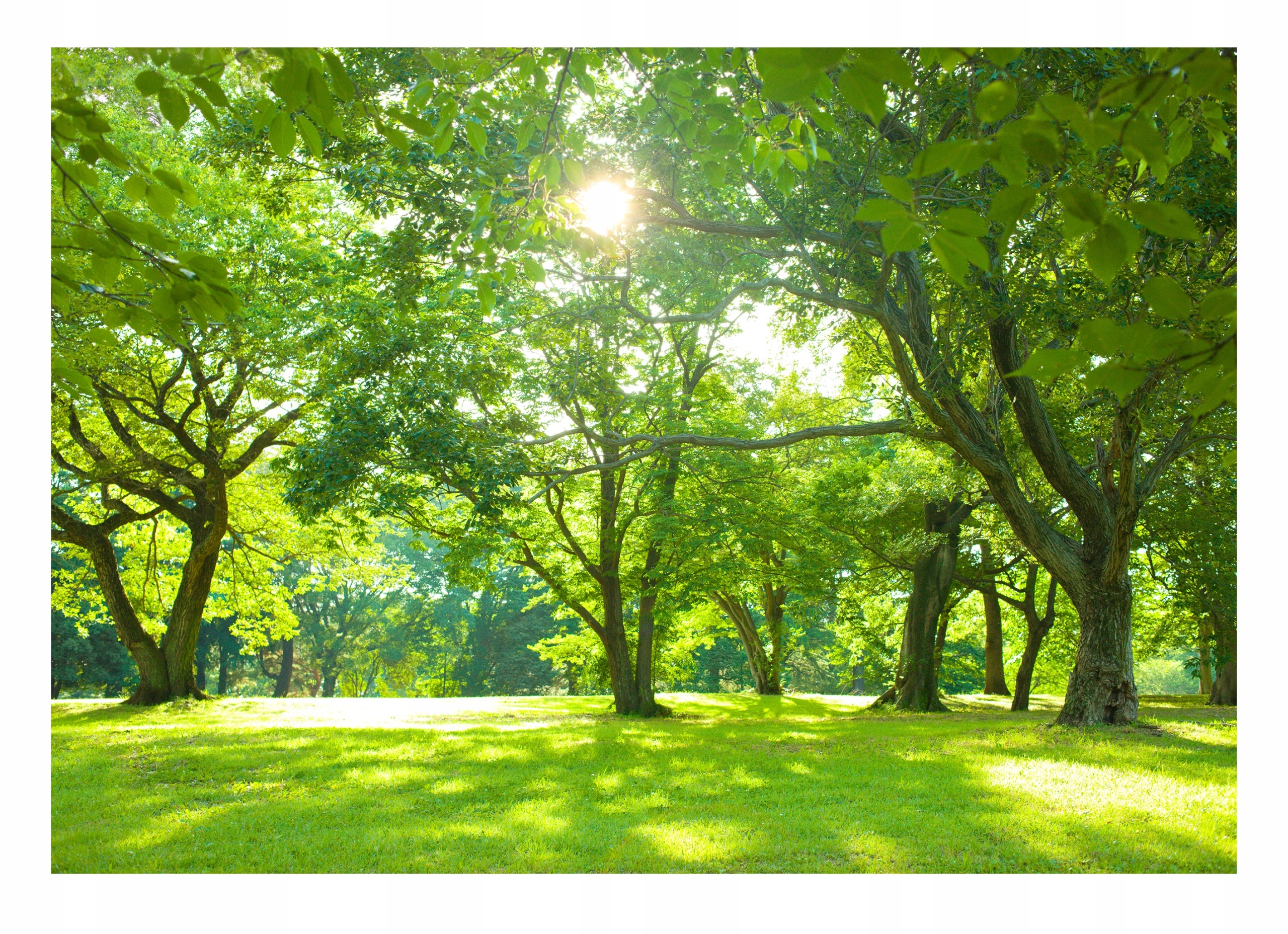 Fototapeta Natura Les Lúka Stromy Polana Výhľad Na Flizeline 312x219