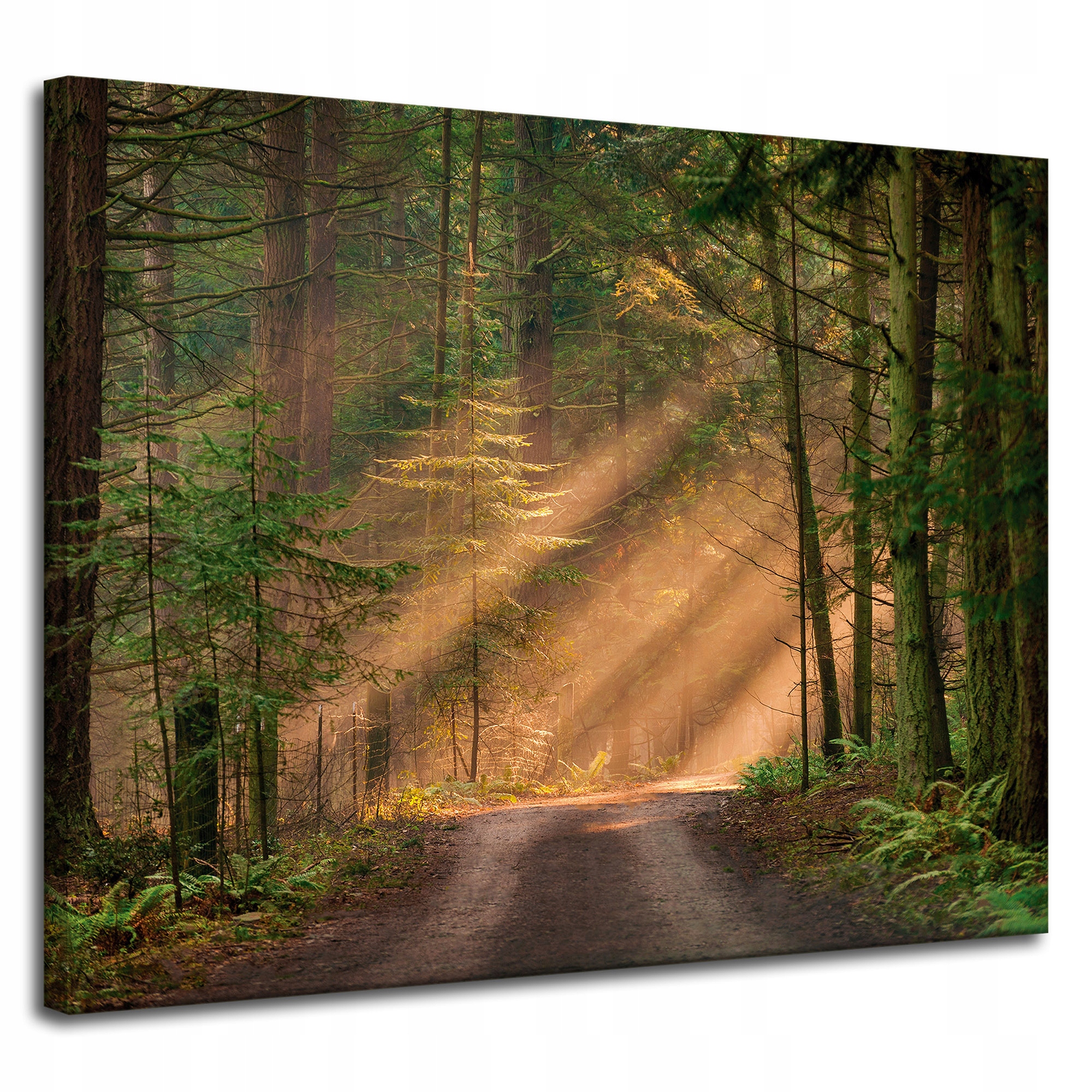 Obraz na plátně Stezka v lese Stromy Příroda 100x80 cm